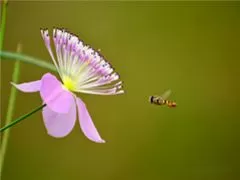 蜜蜂与春花win8电脑主题